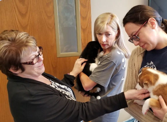 Employees Of Mize Cpas Playing With Puppies