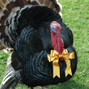 Is That A Taxable Turkey?