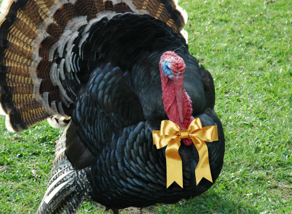 Photo Of A Turkey With A Big Gold Bow Around His Neck